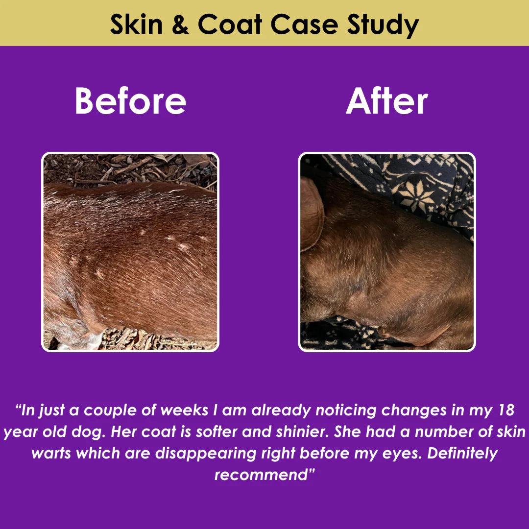 Longevity & Vitality Dog Chews