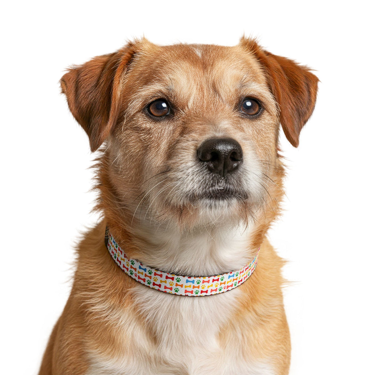 Clip-on Pet Collar – Colorful Bone Pattern Adjustable Dog Collar for Small to Medium Dogs