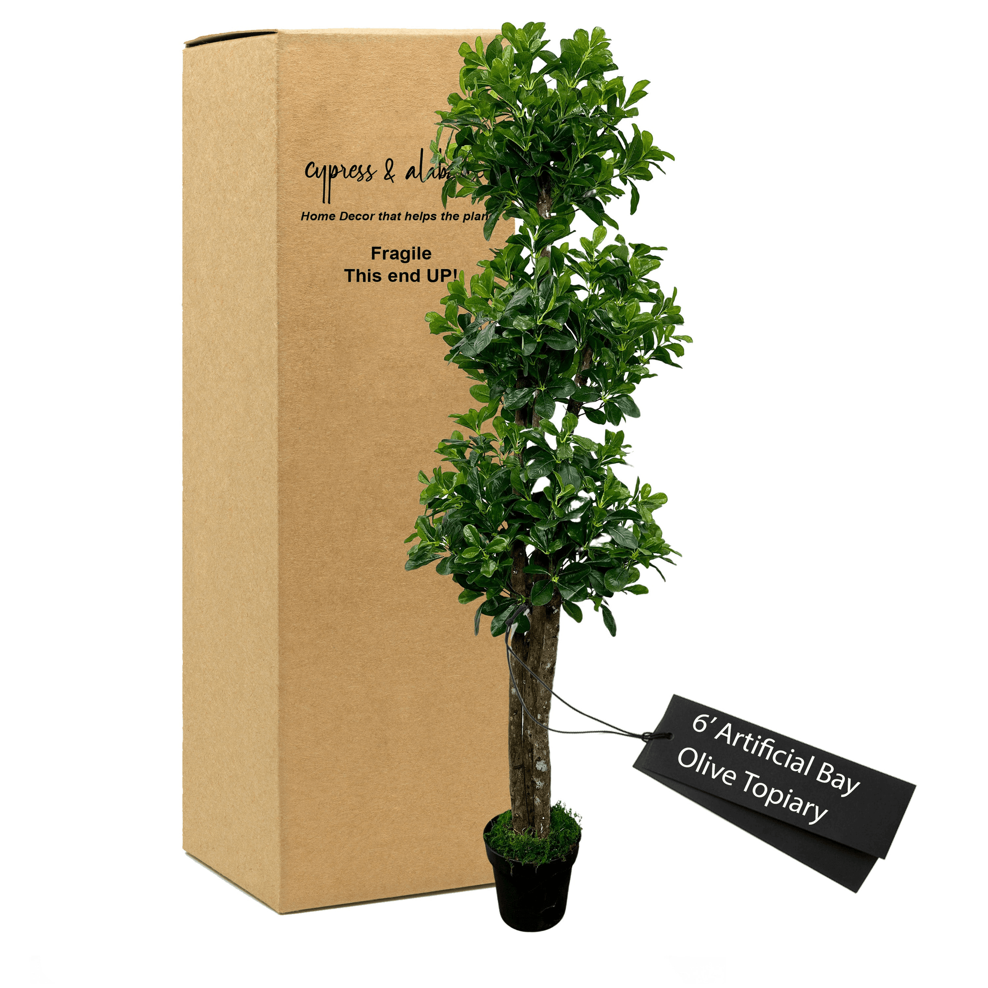 6' Bay Olive Triple Topiary Tree In Home Basics Pot-2