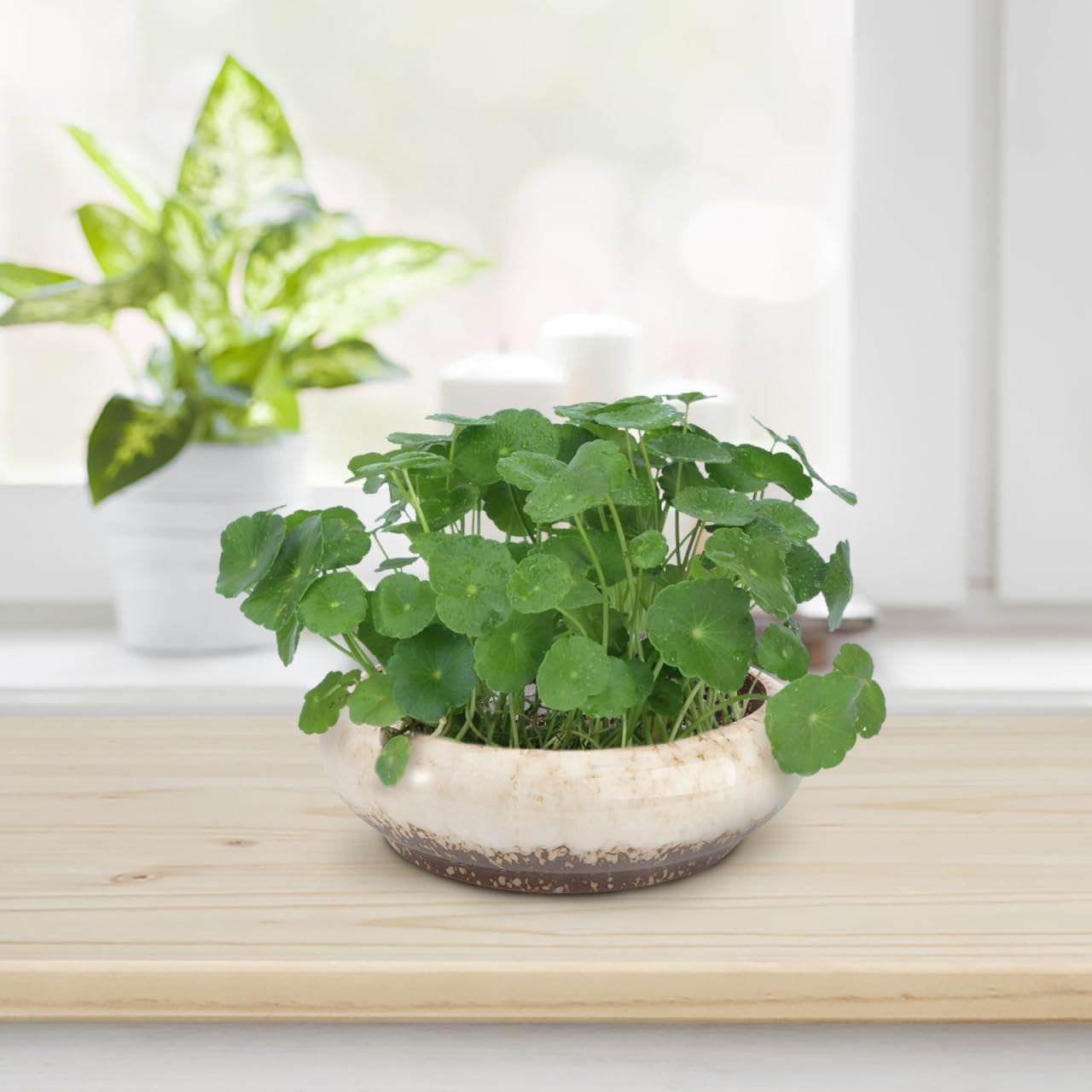 7.3 Inch Ceramic Succulent Planter, Shallow round Bonsai Pot with Drainage for Indoor Outdoor Plants, Decorative Ceramic Flower Container for Home Decor